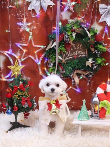 20231216みるくくん